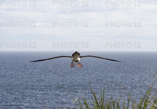 Black-browed Albatross or Black-browed Mollymawk (Thalassarche melanophris)