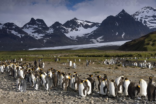 King Penguins (Aptenodytes patagonicus) in front of glaciers and a mountain scenery