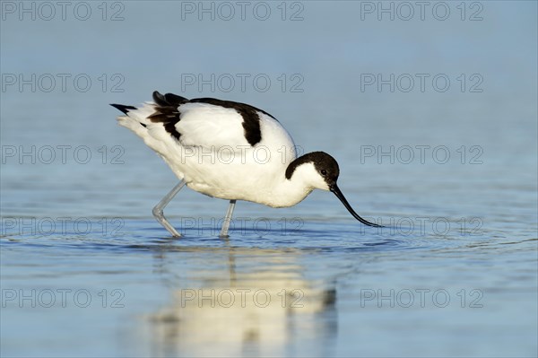 Pied Avocet (Recurvirostra avosetta) foraging for food