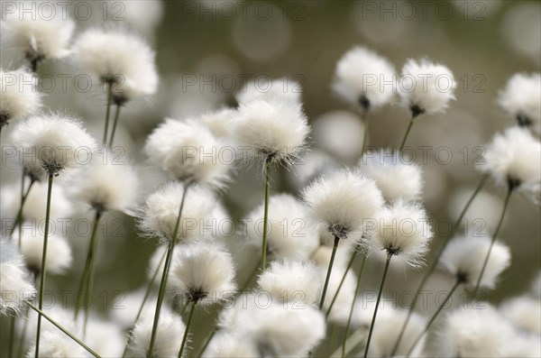 Blooming Hare's-tail Cottongrass