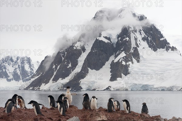 Colony of Adelie Penguins (Pygoscelis adeliae)