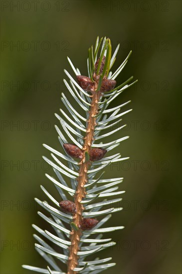 Branch with male cones of the Sargent's Spruce (Picea brachytyla)