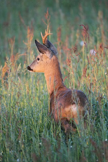 Roe deer (Capreolus capreolus)