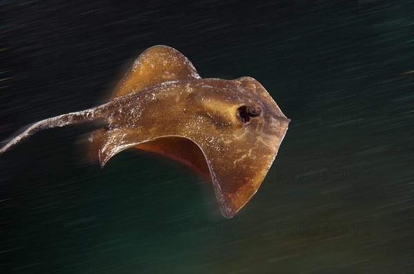 Common Stingray (Dasyatis pastinaca)