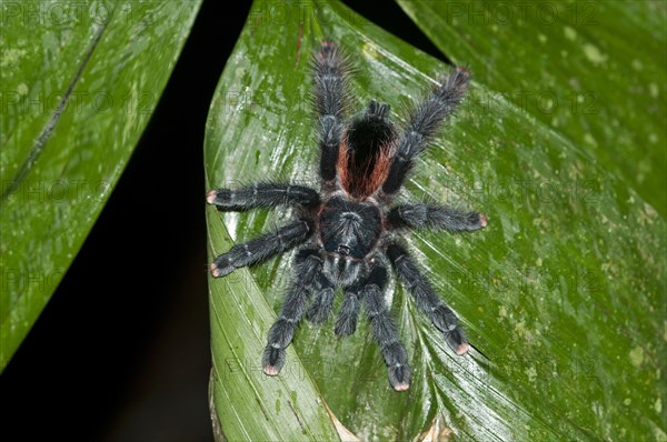 Pinktoe Tarantula (Avicularia avicularia)