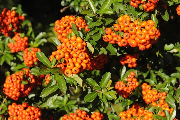 Firethorn or Pyracantha (Pyracantha sp.)