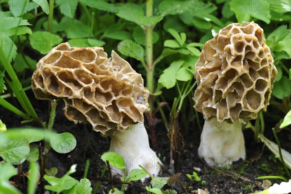 Two Black Morels (Morchella elata)