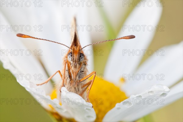 Heath Fritillary (Melitaea athalia) on an Oxeye Daisy (Leucanthemum vulgare)