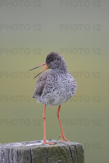 Redshank (Tringa totanus) perched on a post