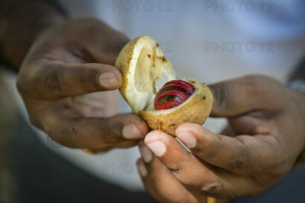 Hands holding a nutmeg with mace (Myristica fragrans) in its shell