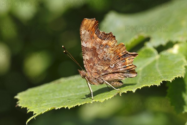 Comma butterfly (Polygonia c-album