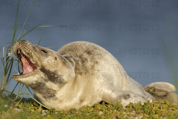 Harbour Seal (Phoca vitulina)