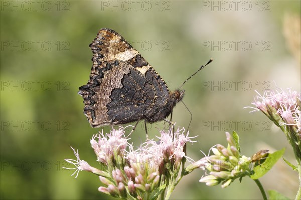 Small Tortoiseshell (Aglais urticae) butterfly showing the underside of its wing sitting on Hemp Agrimony (Eupatorium cannabinum)