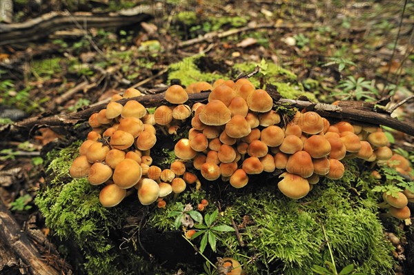 Sheathed Woodtuft (Kuehneromyces mutabilis)