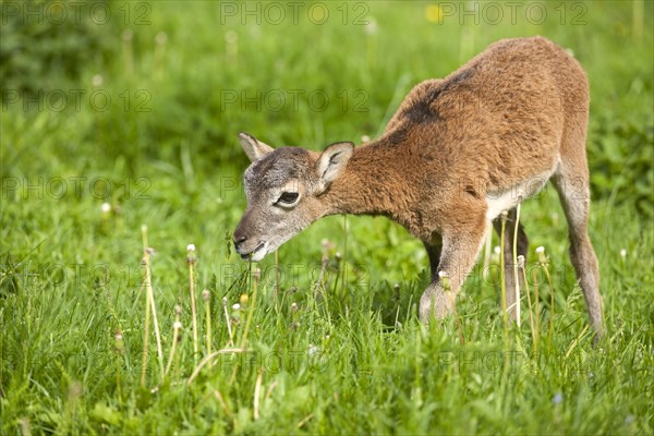 European Mouflon (Ovis ammon Musimon)