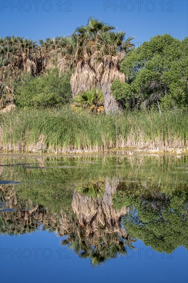 Riverbank vegetation