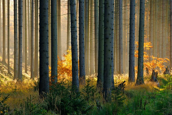 Light-flooded spruce forest in autumn