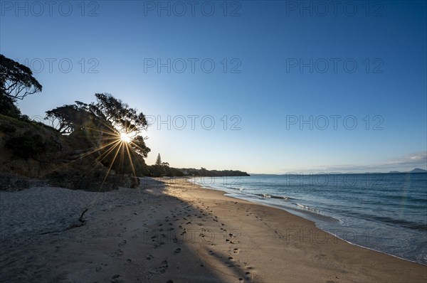 Sunbeams shine through trees on the sandy beach