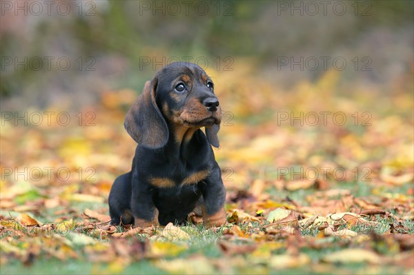 Roughhaired dachshund (Canis lupus familiaris) Puppy