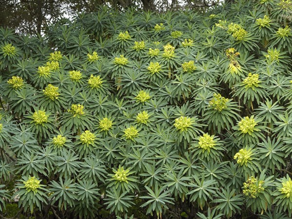 Tree Form Bush Spurge (Euphorbia lambii)