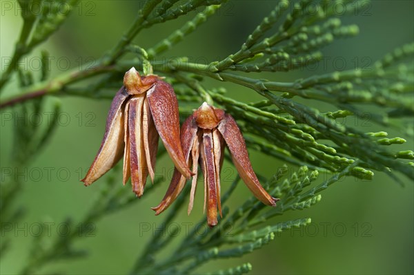 Mature female cones of the California Incense Cedar (Calocedrus decurrens