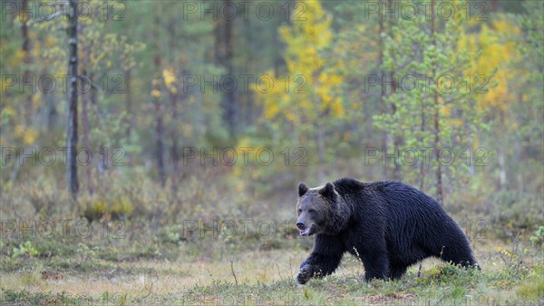 Brown Bear (Ursus arctos) in the autumnally coloured taiga or boreal forest