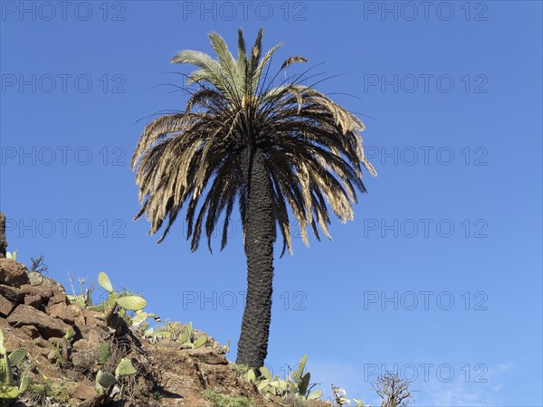 Palm tree with a burnt trunk