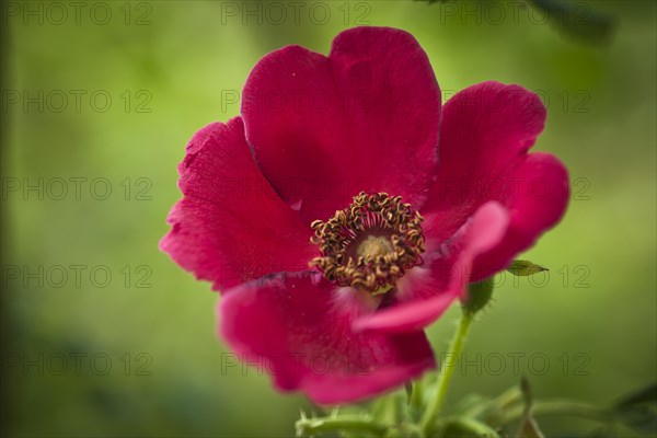 Shrub Rose (Rosa moyesii)