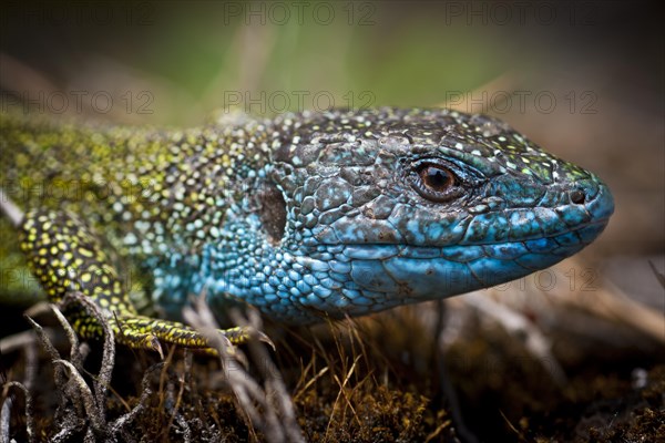 Eastern Green Lizard (Lacerta viridis)