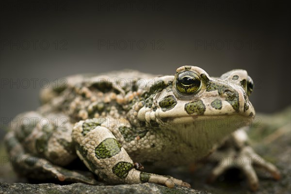 European Green Toad (Bufo viridis)