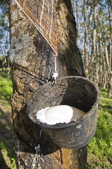 Latex production on a Para Rubber Tree or Sharinga Tree (Hevea brasiliensis) on a rubber plantation