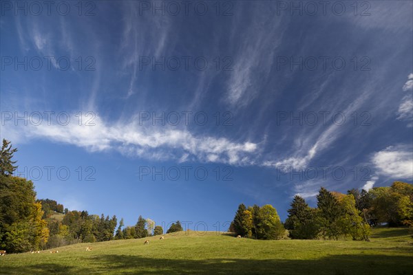 Cow pasture with trees in autumn