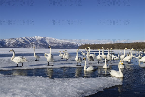 Whooper Swans (Cygnus cygnus) in an ice-free section of a frozen lake