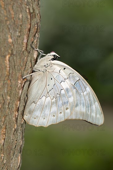 One-spotted Prepona (Archaeoprepona demophon) with a red proboscis