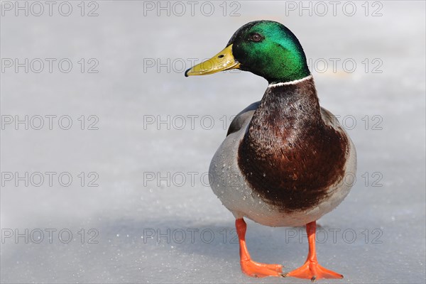 Mallard (Anas platyrhynchos)