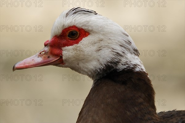 Muscovy Duck (Cairina moschata)