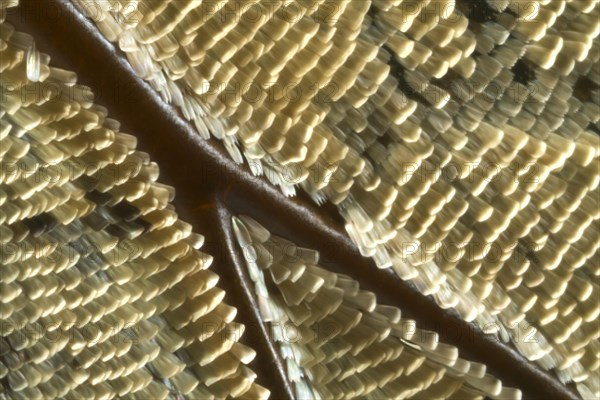 Scales of a butterfly's wing of the Meander Prepona (Archaeoprepona meander)