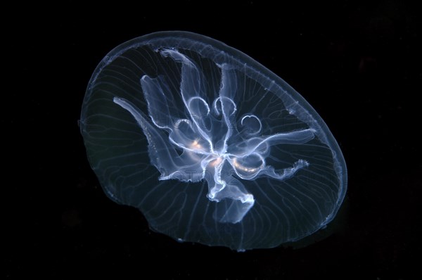 Moon jelly (Aurelia aurita)