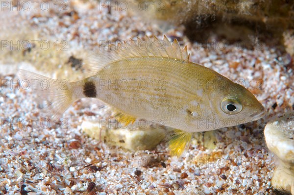 Annular Sea Bream (Diplodus annularis)