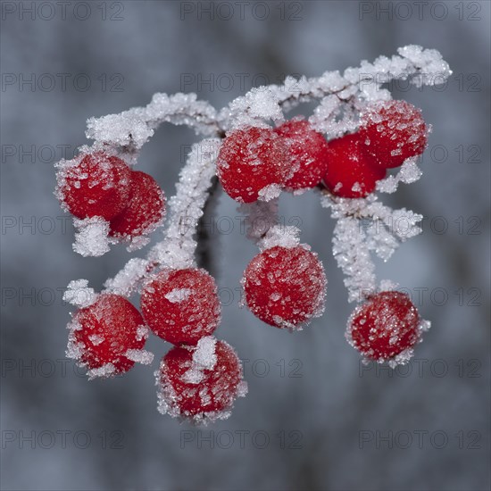 Guelder Rose (Viburnum opulus)