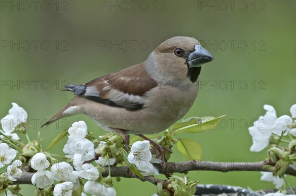 Hawfinch (Coccothraustes coccothraustes)