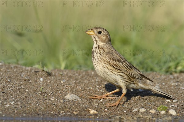 Corn Bunting (Emberiza calandra)