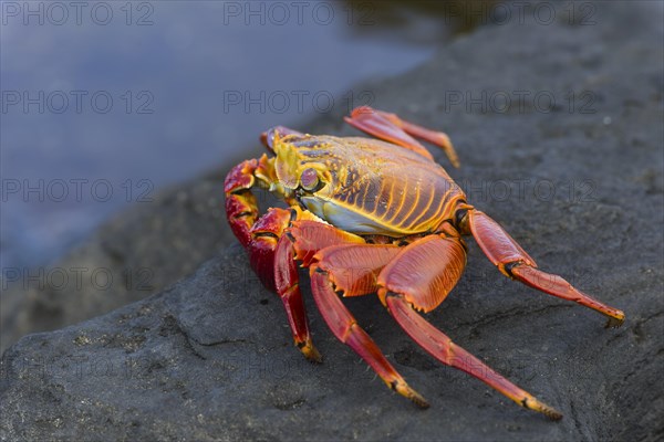 Red Rock Crab (Grapsus grapsus)