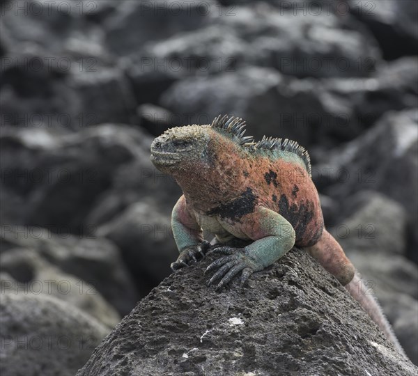 Marine Iguana (Amblyrhynchus cristatus)