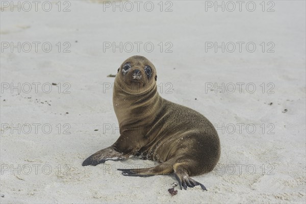 Young Galapagos Sea Lion (Zalophus wollebaeki)