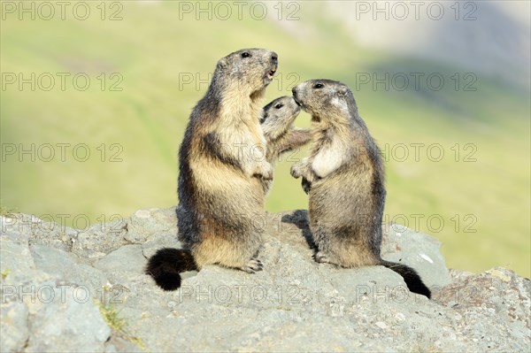 Alpine Marmots (Marmota marmota)