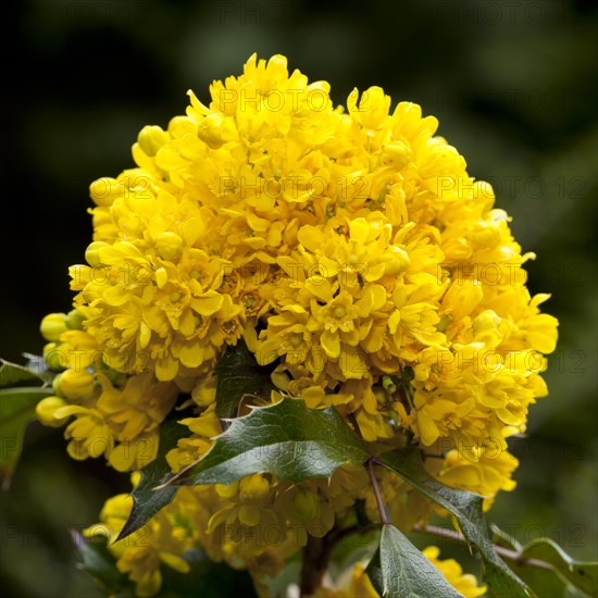 Oregon Grape (Mahonia aquifolium Nutt. 'Donewell')