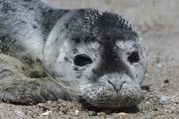 Harbour Seal (Phoca vitulina)