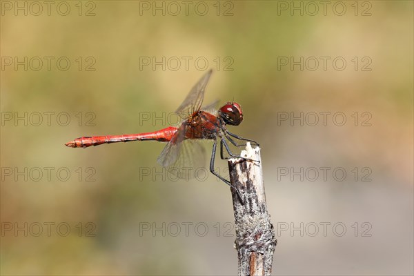 Ruddy Darter (Sympetrum sanguineum)