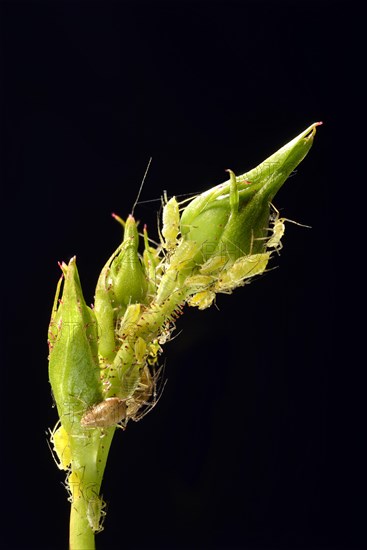 Large Rose Aphids (Macrosiphum rosae)